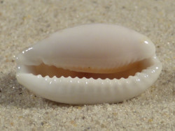 Cypraea cribraria PH 2,8cm *Unikat*