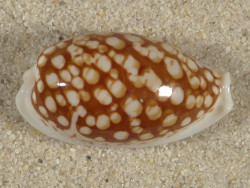 Cypraea cribraria PH 3,1cm *Unikat*