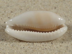 Cypraea cribraria PH 3,1cm *Unikat*