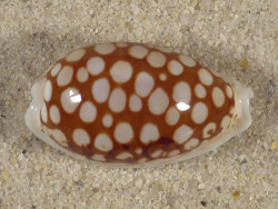 Cypraea cribraria PH 2,8cm *Unikat*