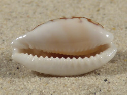 Cypraea cribraria PH 2,8cm *Unikat*
