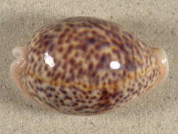 Cypraea pantherina SO 7,7cm *unique*
