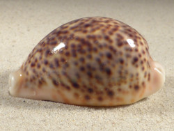 Cypraea pantherina SO 7,7cm *unique*