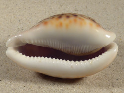 Cypraea pantherina SO 7,7cm *unique*