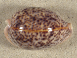 Cypraea pantherina SO 7,2cm *unique*
