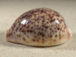 Cypraea pantherina SO 7,2cm *unique*