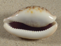 Cypraea pantherina SO 7,2cm *unique*