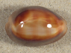 Cypraea ventriculus PH 4,9cm *unique*