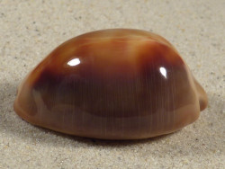 Cypraea ventriculus PH 4,9cm *unique*