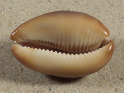 Cypraea ventriculus PH 4,9cm *unique*