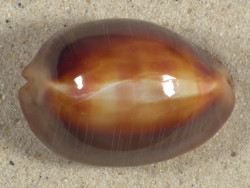 Cypraea ventriculus PH 5,2cm *unique*