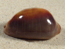 Cypraea ventriculus PH 5,2cm *unique*