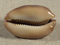 Cypraea ventriculus PH 5,2cm *unique*
