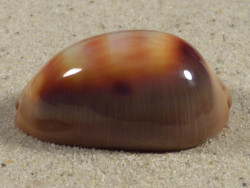 Cypraea ventriculus PH 4,2cm *Unikat*