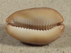 Cypraea ventriculus PH 4,2cm *Unikat*