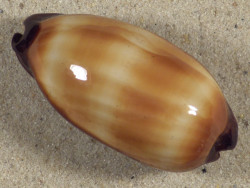 Cypraea talpa PH 5,5cm *unique*
