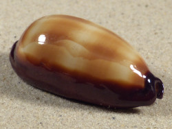 Cypraea talpa PH 5,5cm *unique*