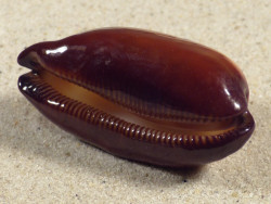 Cypraea talpa PH 5,5cm *unique*