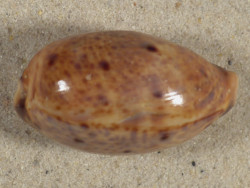 Cypraea lynx 