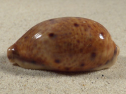 Cypraea lynx 