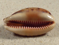 Cypraea lynx 