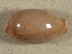 Cypraea lynx 