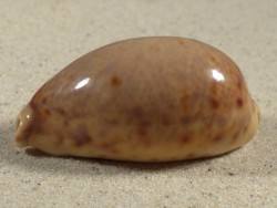 Cypraea lynx 