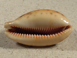 Cypraea lynx 
