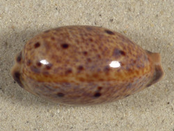 Cypraea lynx 
