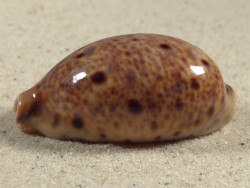 Cypraea lynx 