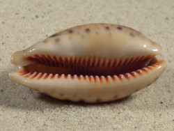 Cypraea lynx 