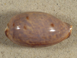 Cypraea lynx 