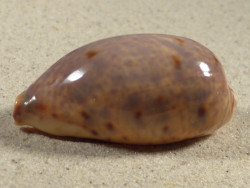 Cypraea lynx 