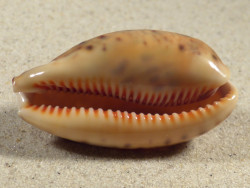 Cypraea lynx 