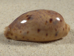 Cypraea lynx 