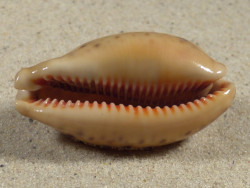 Cypraea lynx 