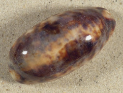 Cypraea testudinaria PH 7,7cm *unique*