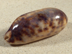 Cypraea testudinaria PH 7,7cm *unique*