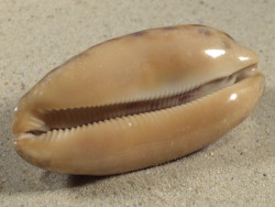 Cypraea testudinaria PH 7,7cm *unique*
