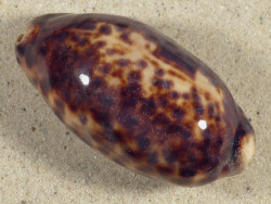 Cypraea testudinaria PH 7,6cm *unique*