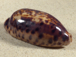 Cypraea testudinaria PH 7,6cm *unique*