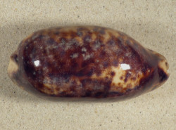 Cypraea testudinaria PH 11,9cm *Unikat*
