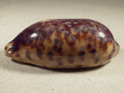 Cypraea testudinaria PH 11,9cm *Unikat*