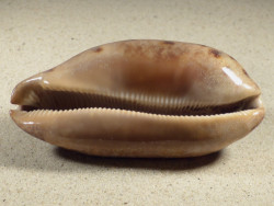 Cypraea testudinaria PH 11,9cm *Unikat*