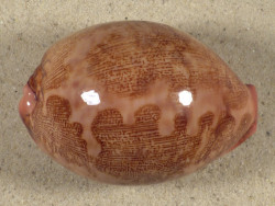 Cypraea mappa PH 7,8cm *Unikat*