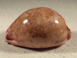 Cypraea mappa PH 7,8cm *Unikat*