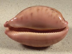 Cypraea mappa PH 7,8cm *Unikat*