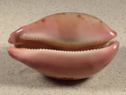 Cypraea mappa PH 7,9cm *Unikat*
