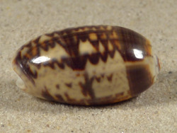 Oliva bulbosa MZ 3,0cm *Unikat*