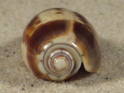 Oliva bulbosa MZ 3,0cm *Unikat*